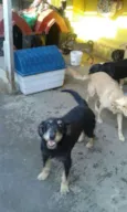 Estopinho