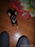 Pingo