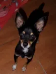 Pingo