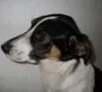 Totoisa