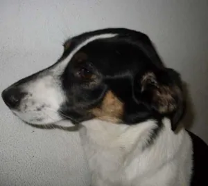 Gato raça SRD idade 3 anos nome Totoisa