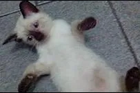 Gato raça Siamês idade 2 a 6 meses nome Nami