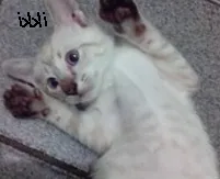 Gato raça Siamês idade 2 a 6 meses nome ikki