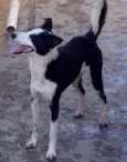 Ligeirinha