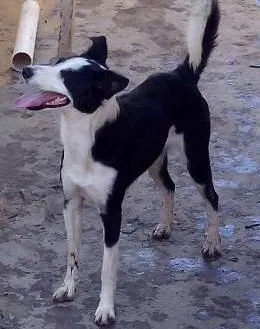 Cachorro raça SRD idade 1 ano nome Ligeirinha