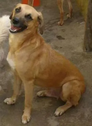 Cachorro raça SRD idade 2 anos nome Amarelo