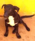 Cachorro raça SRD idade 7 a 11 meses nome Antonio