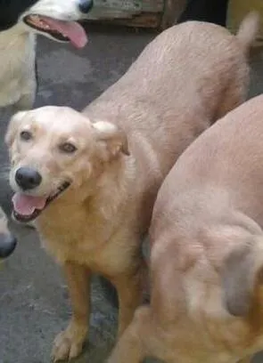 Cachorro raça SRD idade 3 anos nome Mel