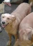Mel