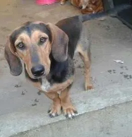 Cachorro raça SRD idade 1 ano nome Radja