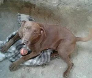 Cachorro raça SRD idade 2 anos nome Cadu