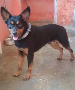 Cachorro raça srd idade 2 anos nome Bob