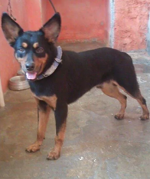 Cachorro ra a srd idade 2 anos nome Bob