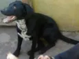 Pretinha