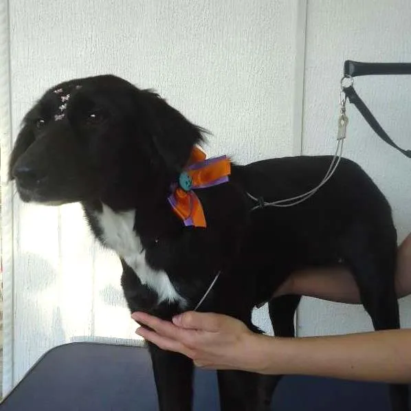 Cachorro ra a SRD idade 7 a 11 meses nome Preta