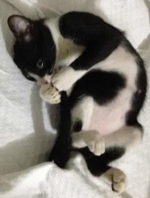 Gato raça  idade 2 a 6 meses nome Julieta