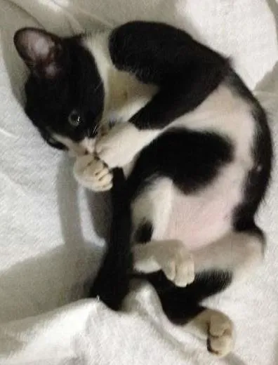 Gato ra a  idade 2 a 6 meses nome Julieta