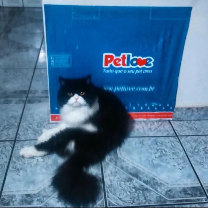 Gato ra a persa idade 1 ano nome Zaken GRATIFICA