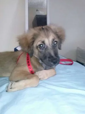 Cachorro raça Shitzu idade 2 a 6 meses nome Lara