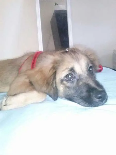 Cachorro raça Shitzu idade 2 a 6 meses nome Lara