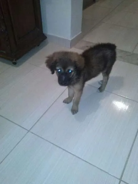 Cachorro raça Shitzu idade 2 a 6 meses nome Lara