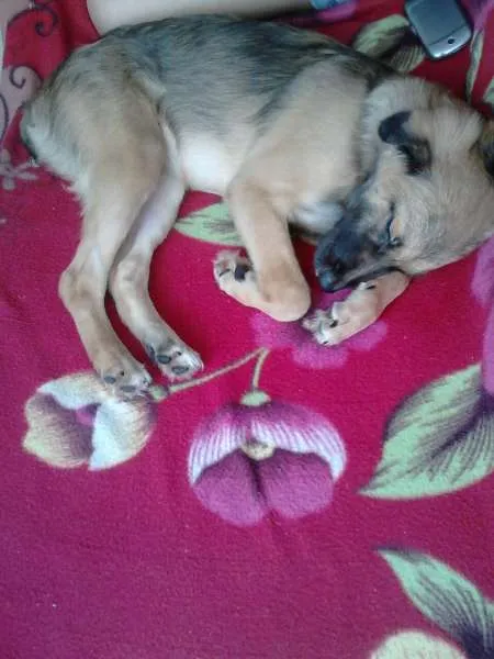 Cachorro raça Shitzu idade 2 a 6 meses nome Lara