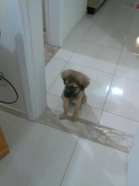 Cachorro raça Shitzu idade 2 a 6 meses nome Lara