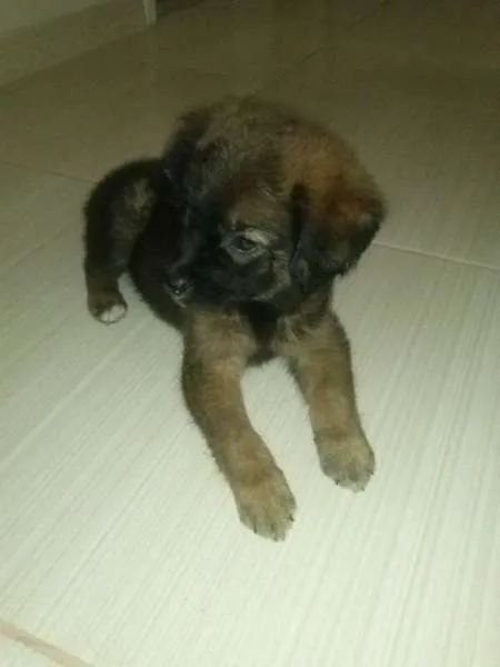 Cachorro raça Shitzu idade 2 a 6 meses nome Lara