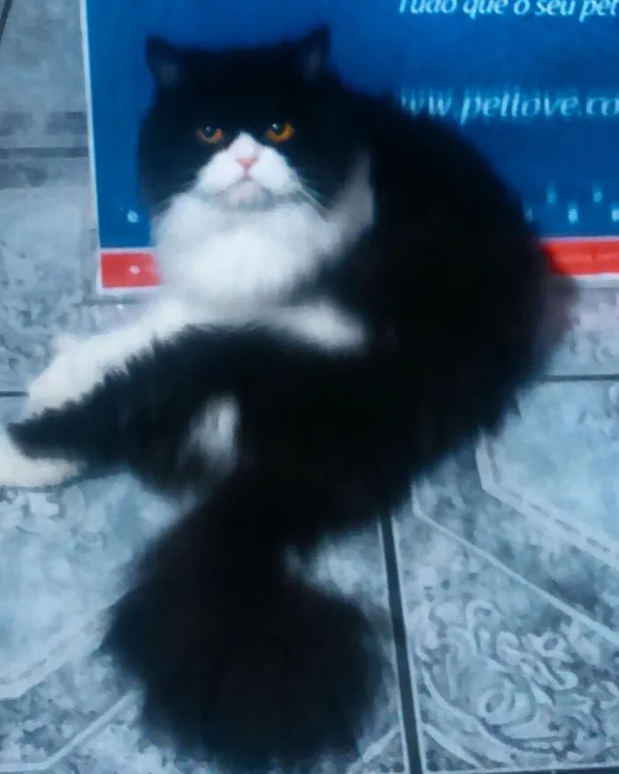 Gato ra a persa idade 1 ano nome Zaken GRATIFICA