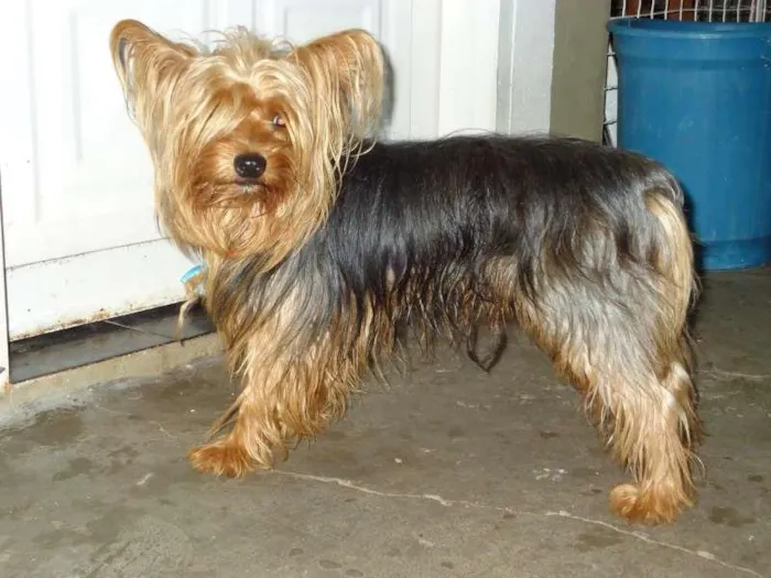 Cachorro ra a alki chainer idade 2 anos nome não sei o nome