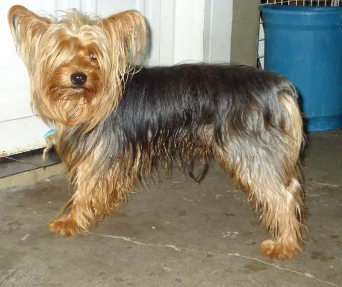 Cachorro ra a alki chainer idade 2 anos nome não sei o nome