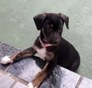 Cachorro raça SRD idade 2 a 6 meses nome LADY