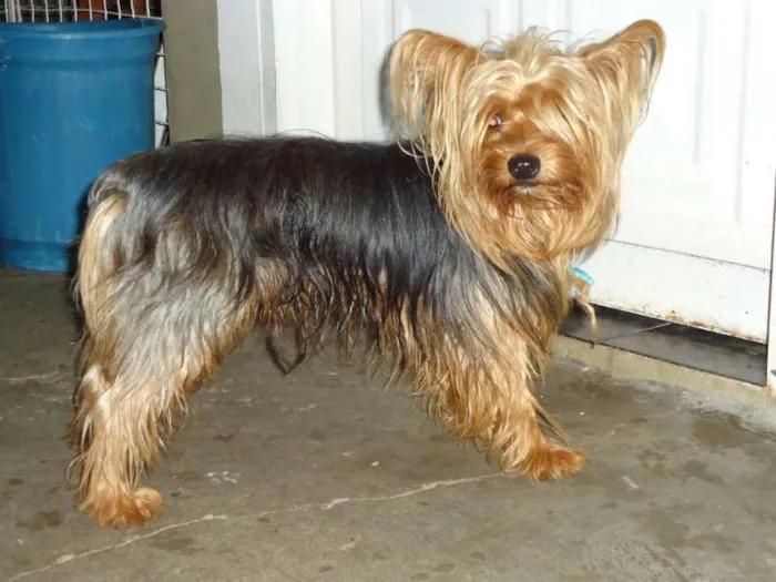 Cachorro ra a alki chainer idade 2 anos nome não sei o nome