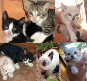 Gato raça SRD idade  nome Lindos gatinhos