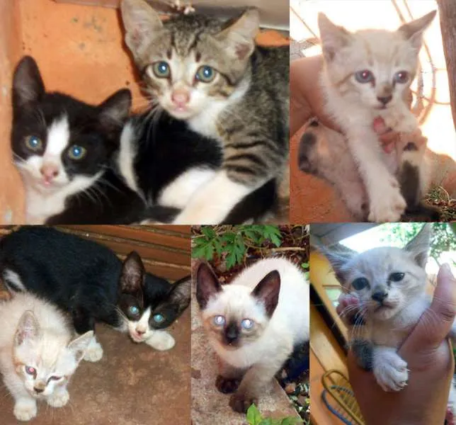 Gato ra a SRD idade nome Lindos gatinhos