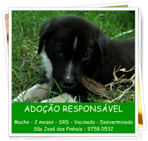 Cachorro raça SRD idade 2 a 6 meses nome Filhotes