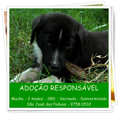 Cachorro ra a SRD idade 2 a 6 meses nome Filhotes