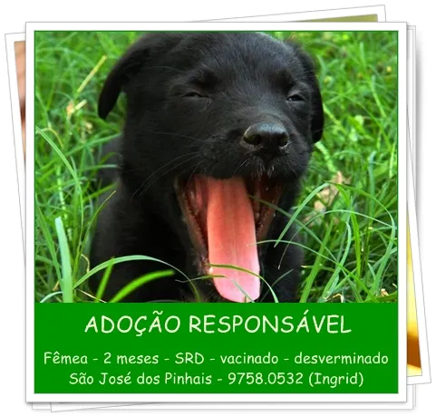 Cachorro ra a SRD idade 2 a 6 meses nome Filhotes