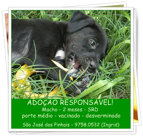 Cachorro ra a SRD idade 2 a 6 meses nome Filhotes