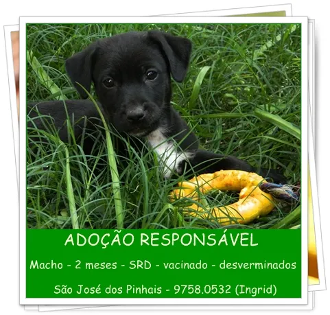 Cachorro ra a SRD idade 2 a 6 meses nome Filhotes