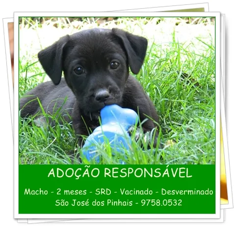 Cachorro ra a SRD idade 2 a 6 meses nome Filhotes