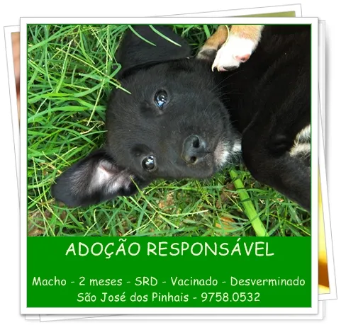 Cachorro ra a SRD idade 2 a 6 meses nome Filhotes