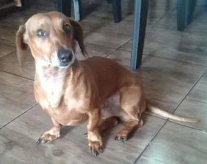 Cachorro raça Dachshund idade 3 anos nome Zucker