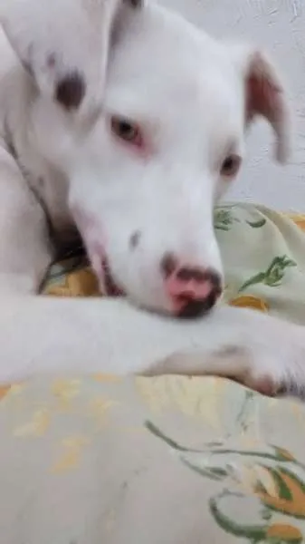 Cachorro ra a SRD idade 1 ano nome Lua