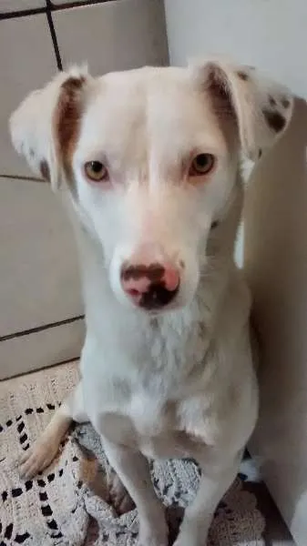 Cachorro ra a SRD idade 1 ano nome Lua