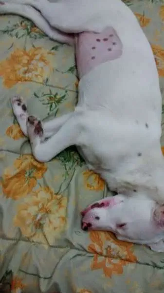 Cachorro ra a SRD idade 1 ano nome Lua