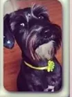 Cachorro ra a SRD idade 2 anos nome Neguinha