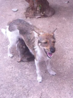 Cachorro raça vira lata idade 1 ano nome nina