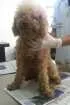 Cachorro raça Poodle idade 7 a 11 meses nome catia