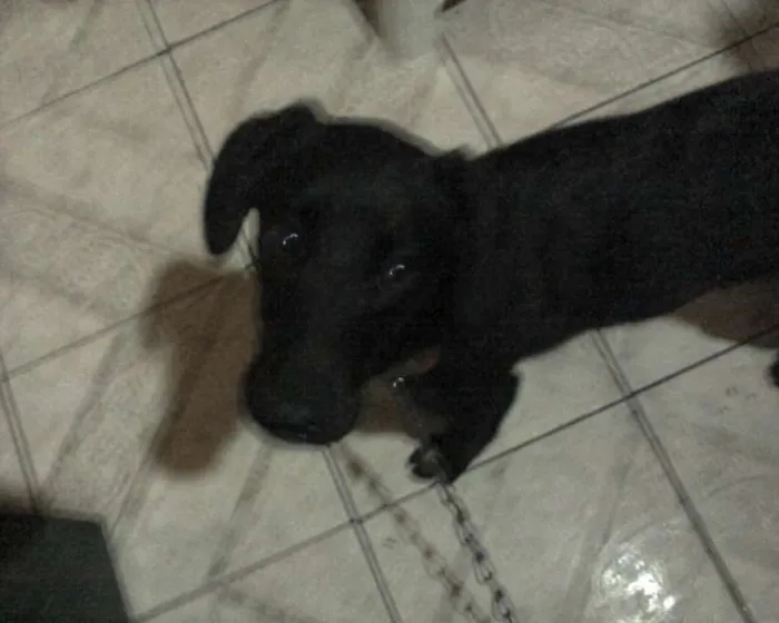 Cachorro raça misturado idade 7 a 11 meses nome Nilo